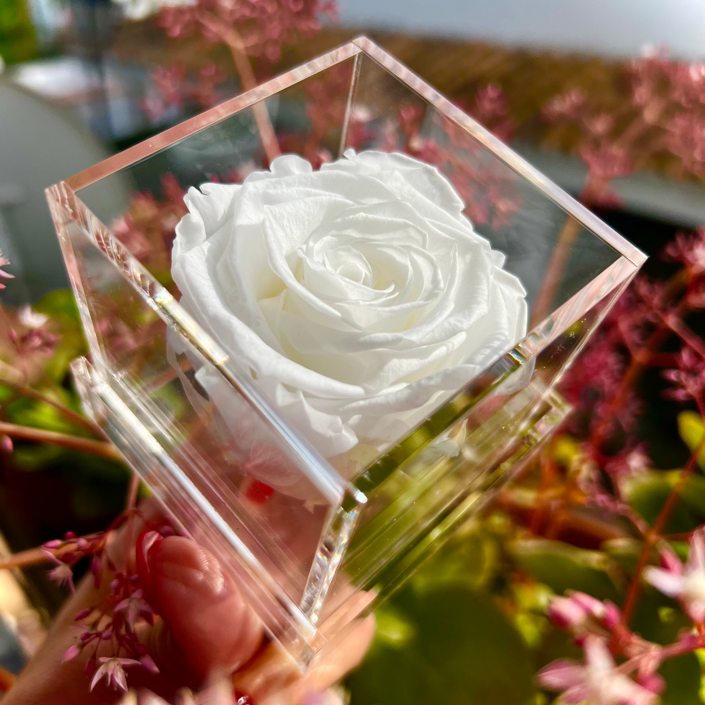 BOX | RED ROSE