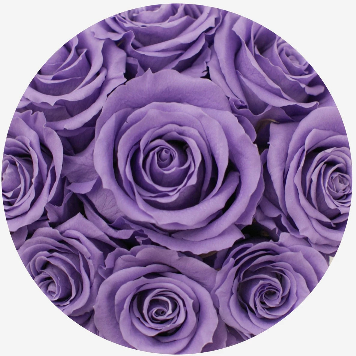 14 ROSE | CLASSIC BLACK