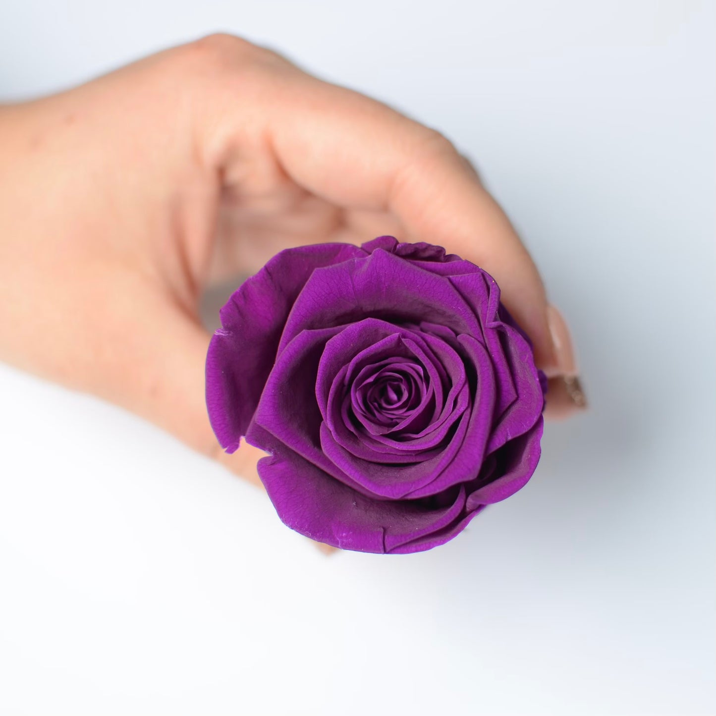 ROSA | MINI WHITE