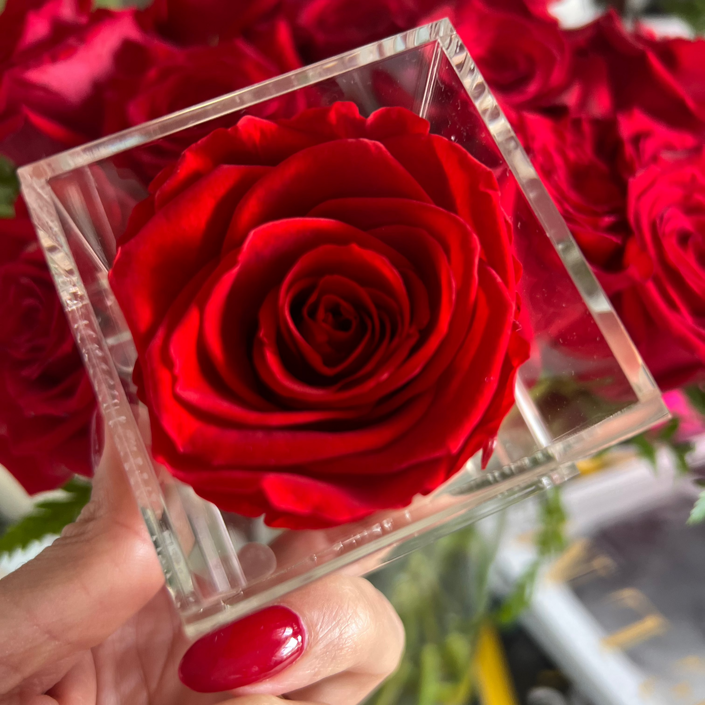 BOX | RED ROSE