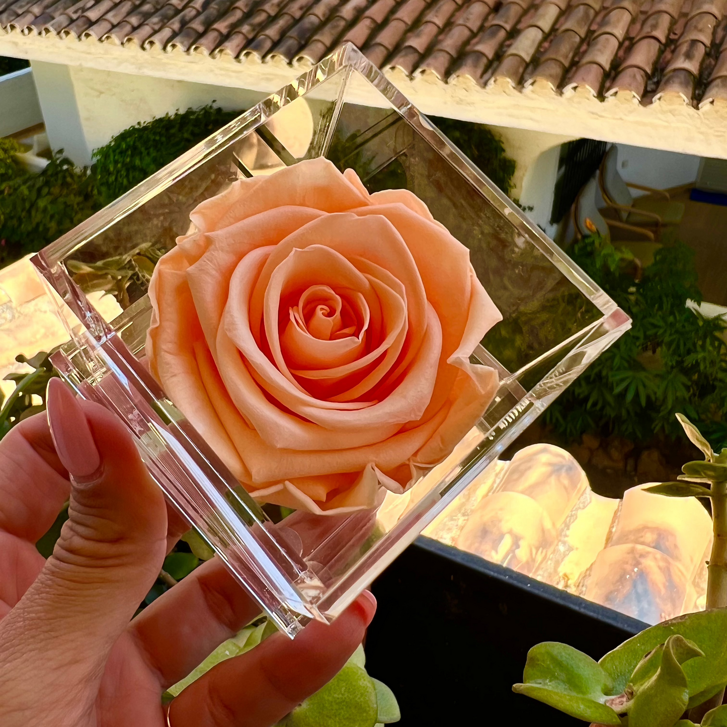 BOX | RED ROSE