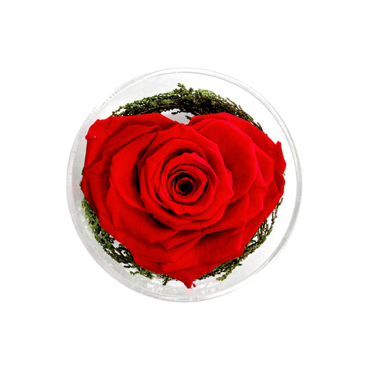 ROSA HERZ