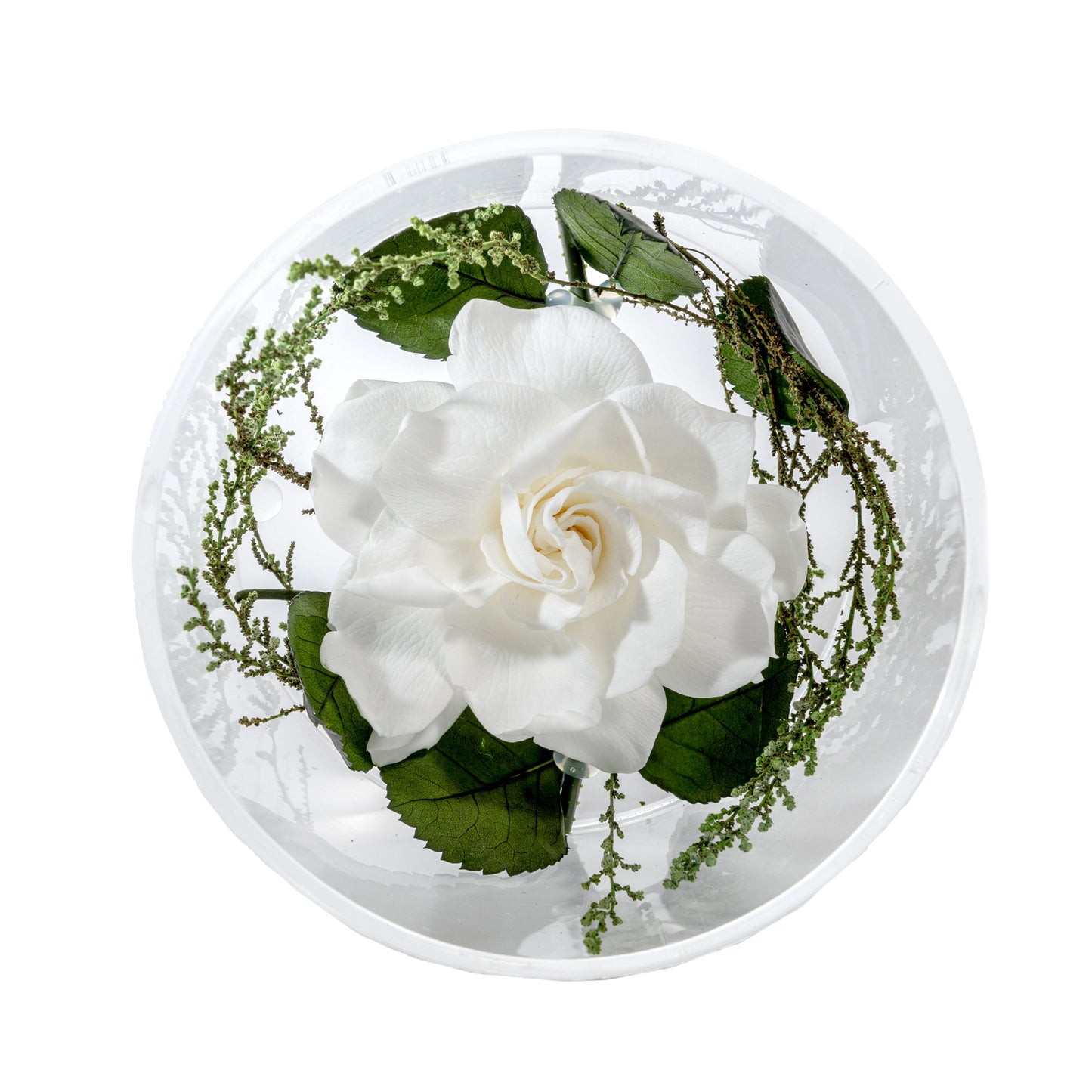 GARDÉNIA BLANC