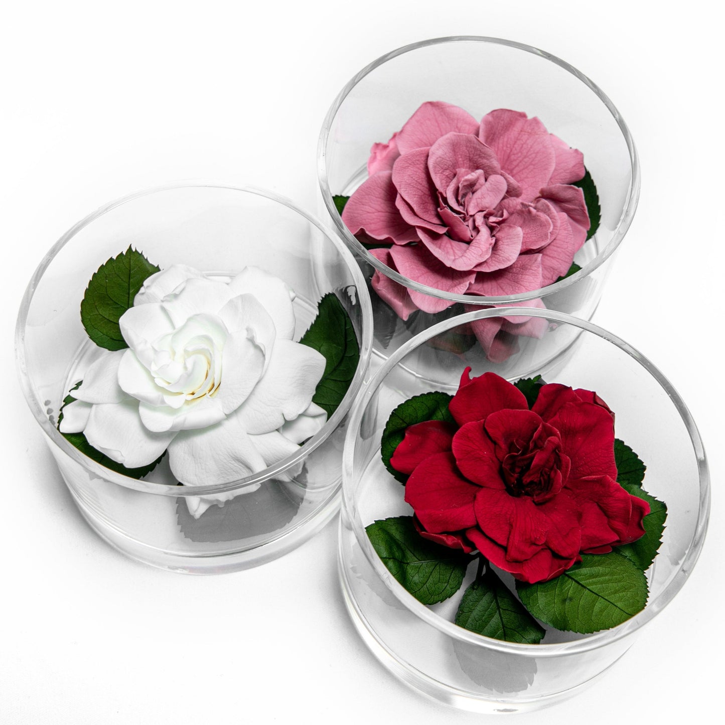 GARDÉNIA BLANC